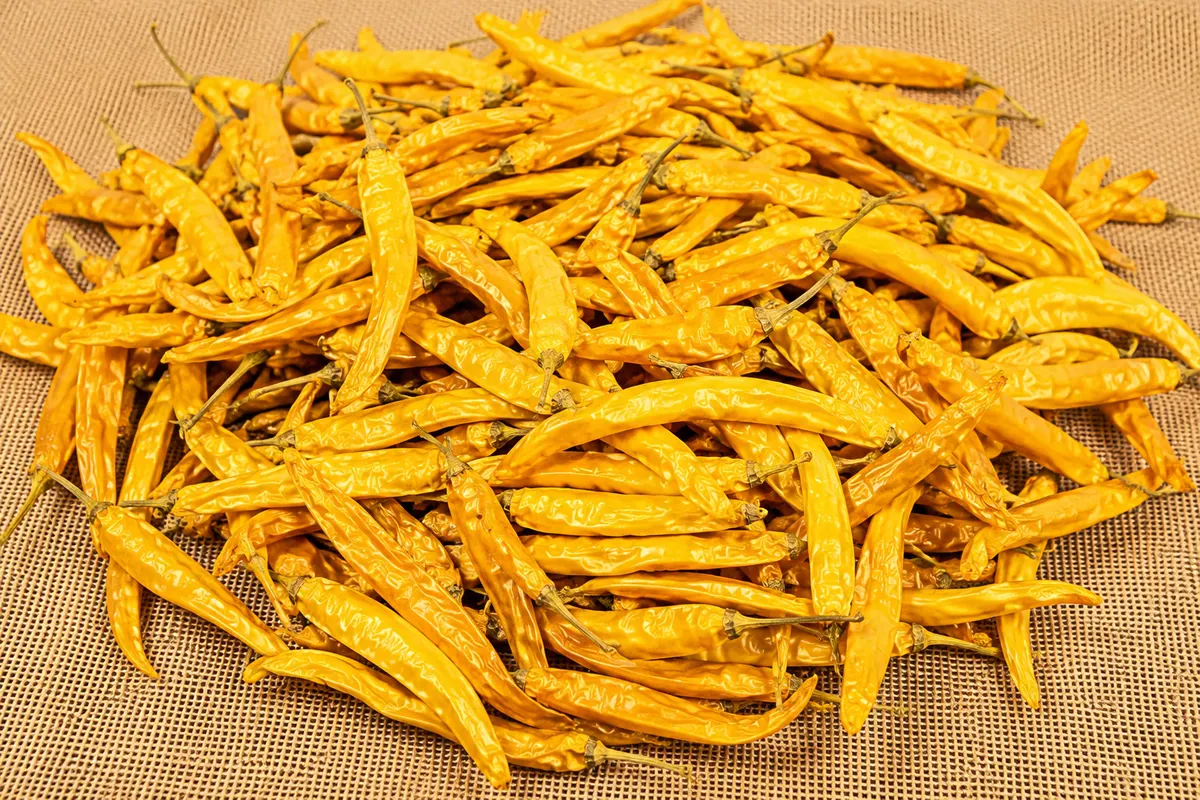 Whole dried yellow Guntur Mirchi chillies piled on burlap